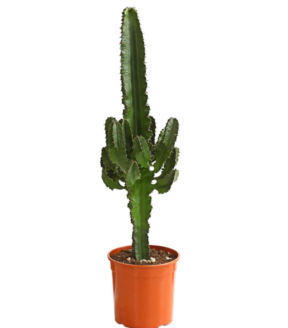 Abessinische Wolfsmilch - Euphorbia abyssinica