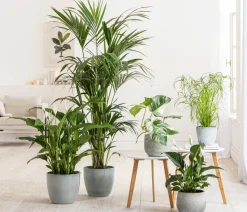 Air So Pure® Einblatt - Spathiphyllum wallisii 'Bingo'