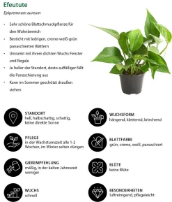 Ampelpflanzen-Set, 3-teilig