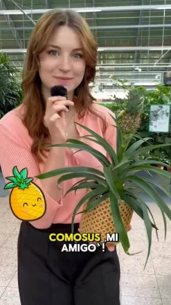 Ananaspflanze - Ananas comosus, in Keramik