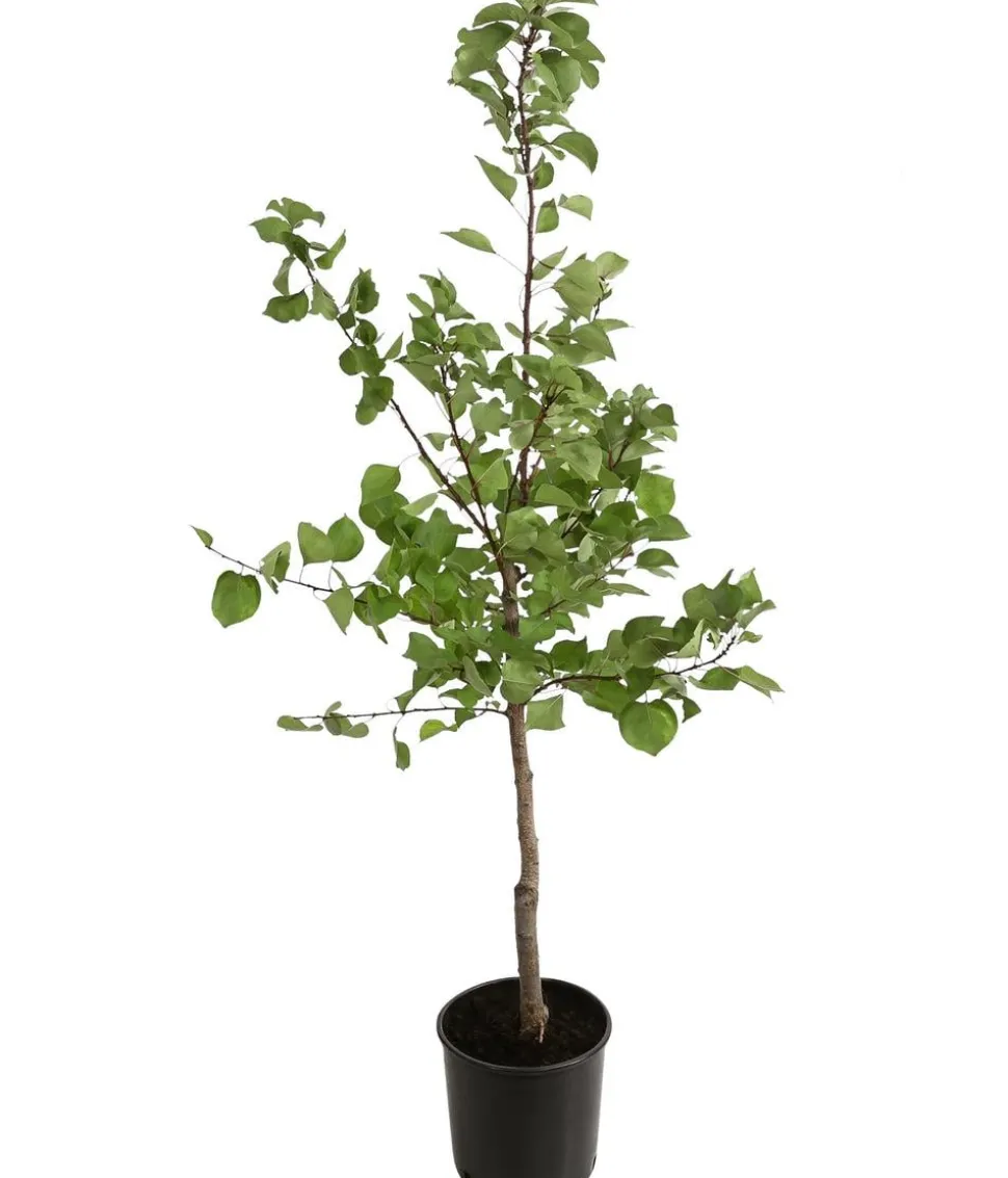 Aprikose 'Klosterneuburger'