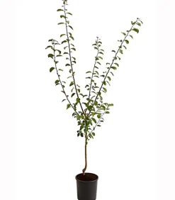 Aprikosen-Mirabelle 'Aprimira'