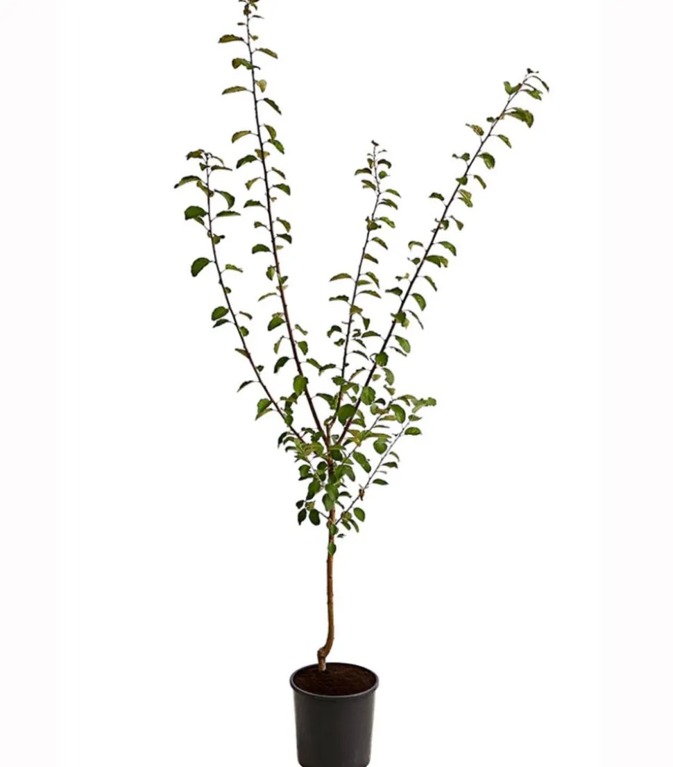 Aprikosen-Mirabelle 'Aprimira'