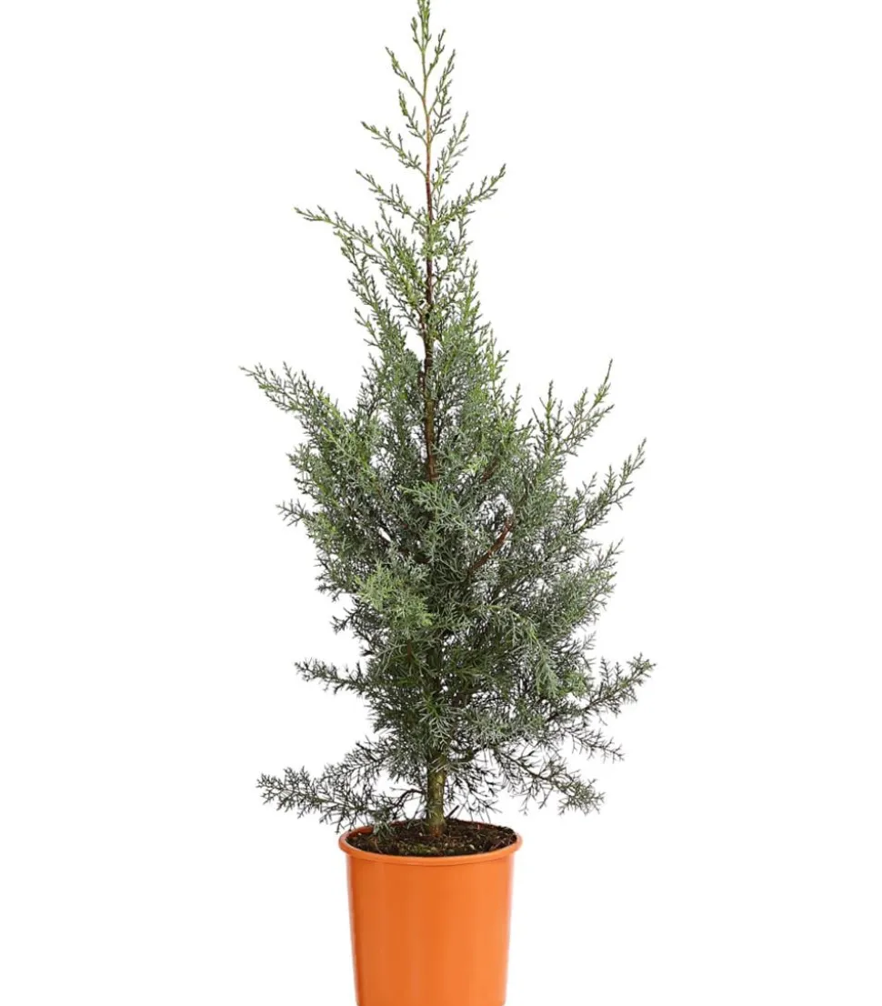 Arizona-Säulen-Zypresse 'Glauca'