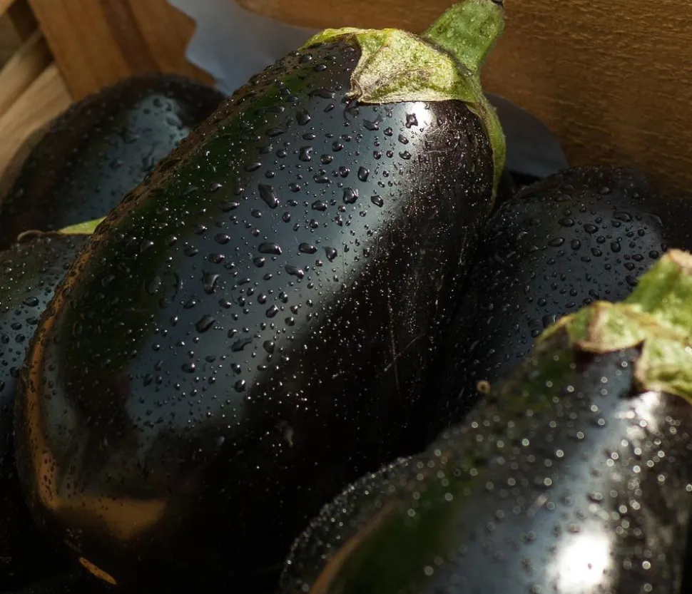 Aubergine