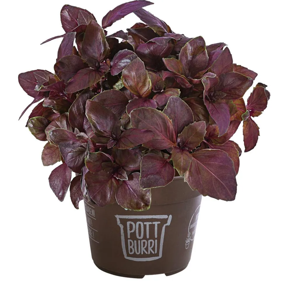 Basilikum 'Red Green' im Pottburri®-Topf