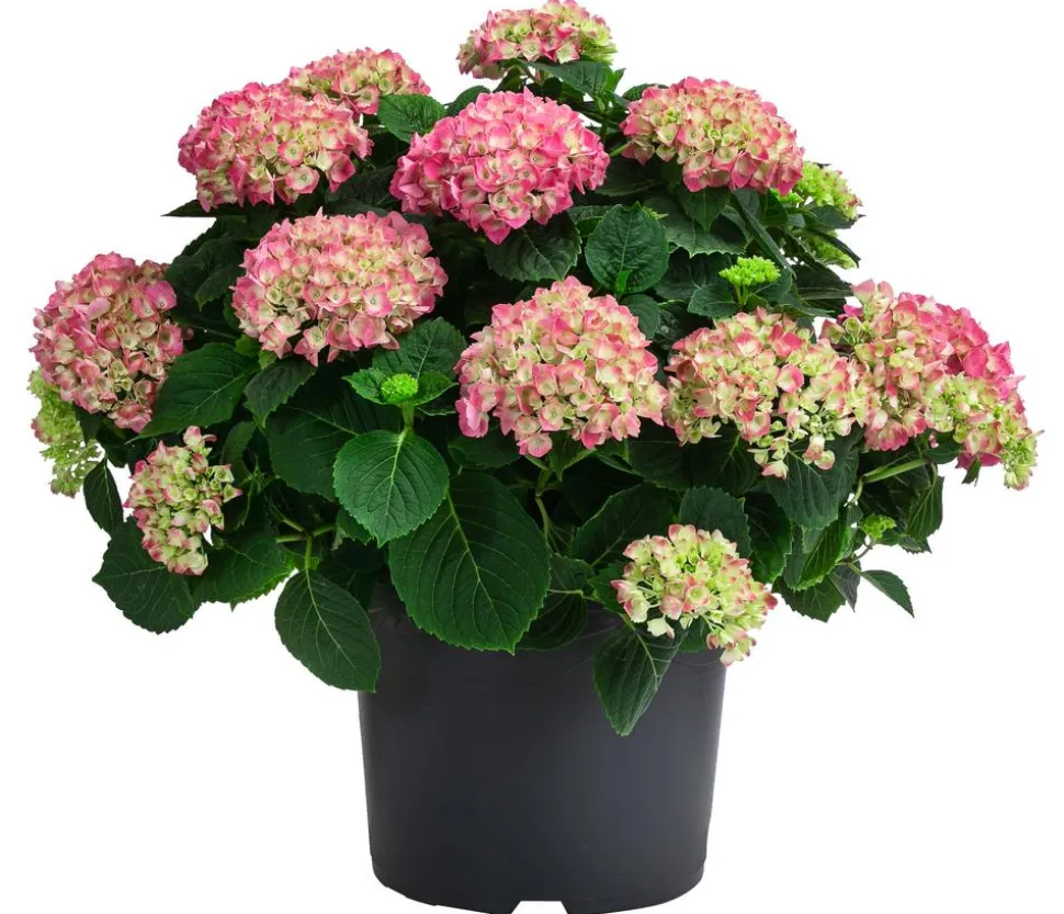 Bauern-Hortensie, ca. 45-55 cm