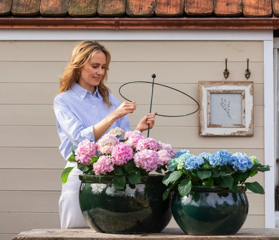 Bauern-Hortensie, ca. 30-40 cm