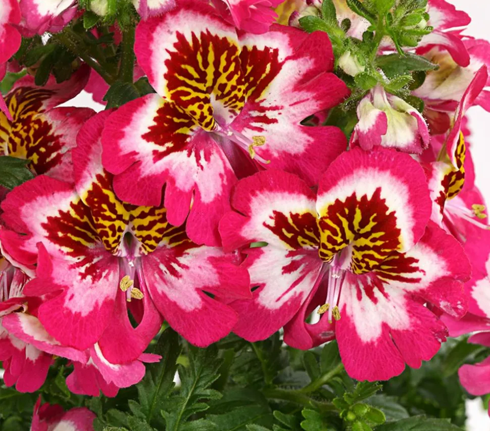 Bauernorchidee, verschiedene Farben