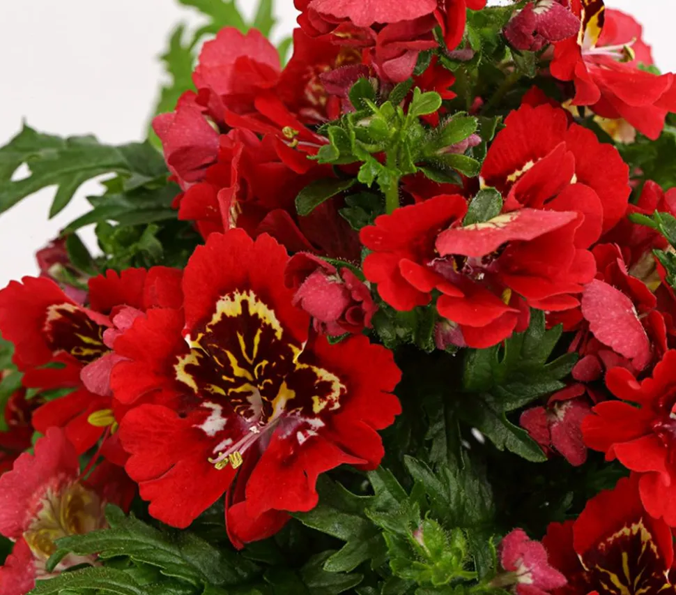 Bauernorchidee, verschiedene Farben