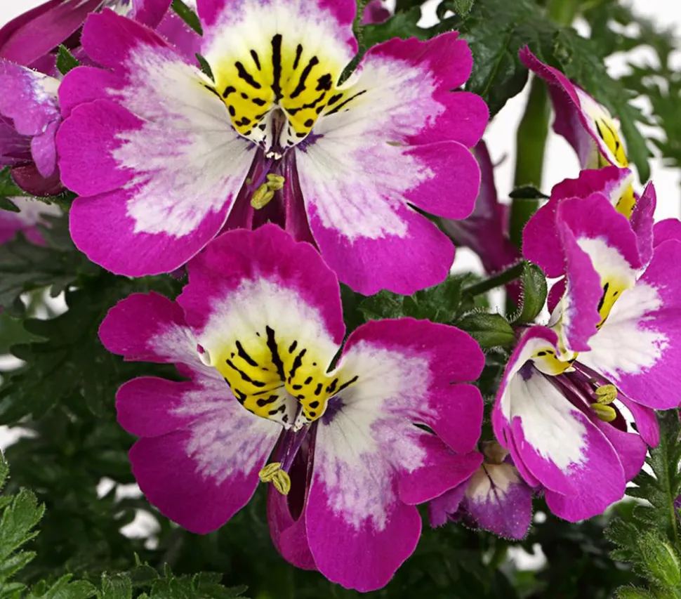 Bauernorchidee, verschiedene Farben