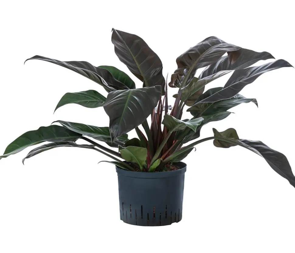 Baumfreund - Philodendron 'Imperial Red', Hydrokultur