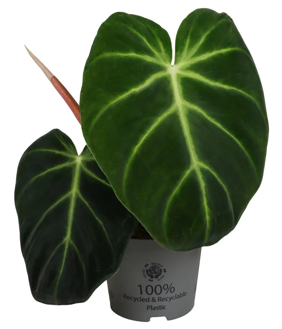 Baumfreund - Philodendron luxurians