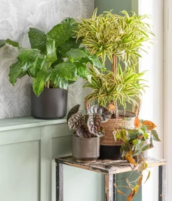 Baumfreund - Philodendron scandens 'Micans'