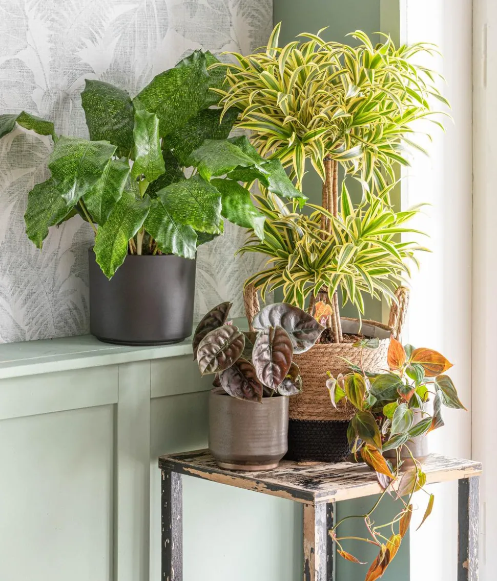 Baumfreund - Philodendron scandens 'Micans'