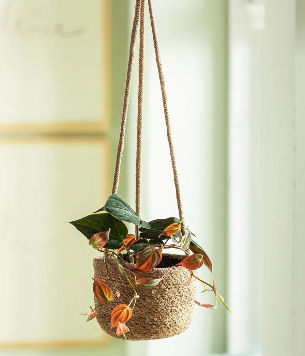 Baumfreund - Philodendron scandens 'Micans'