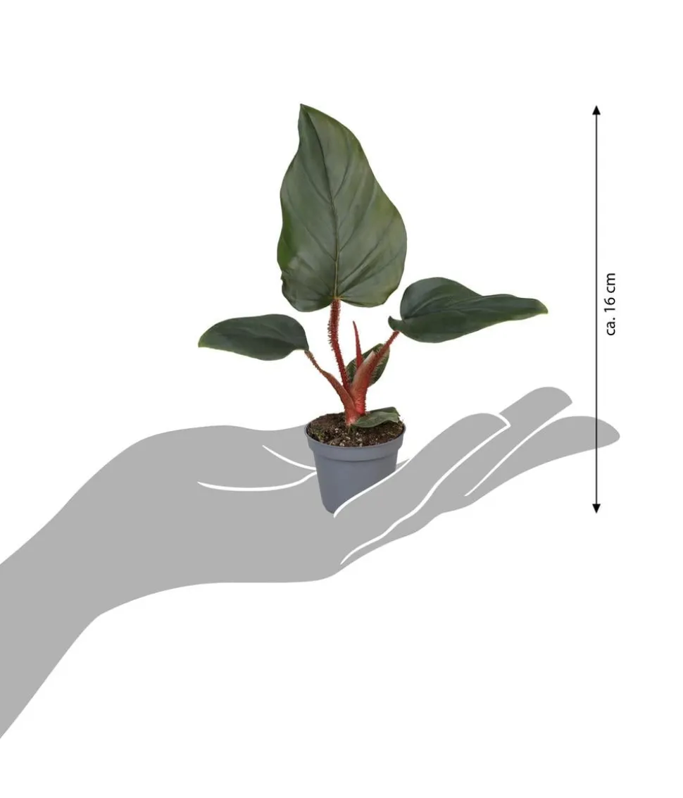 Baumfreund - Philodendron serpens
