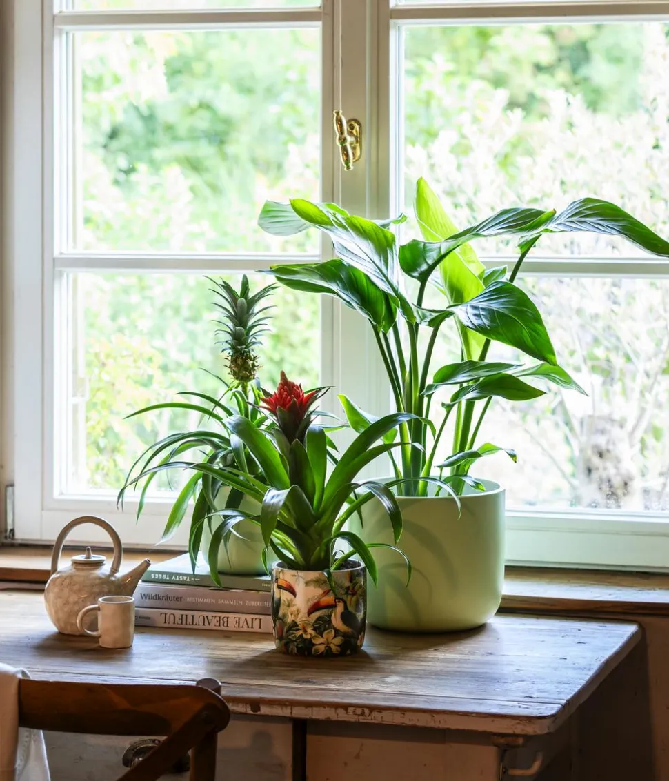 Baumstrelitzie - Strelitzia nicolai
