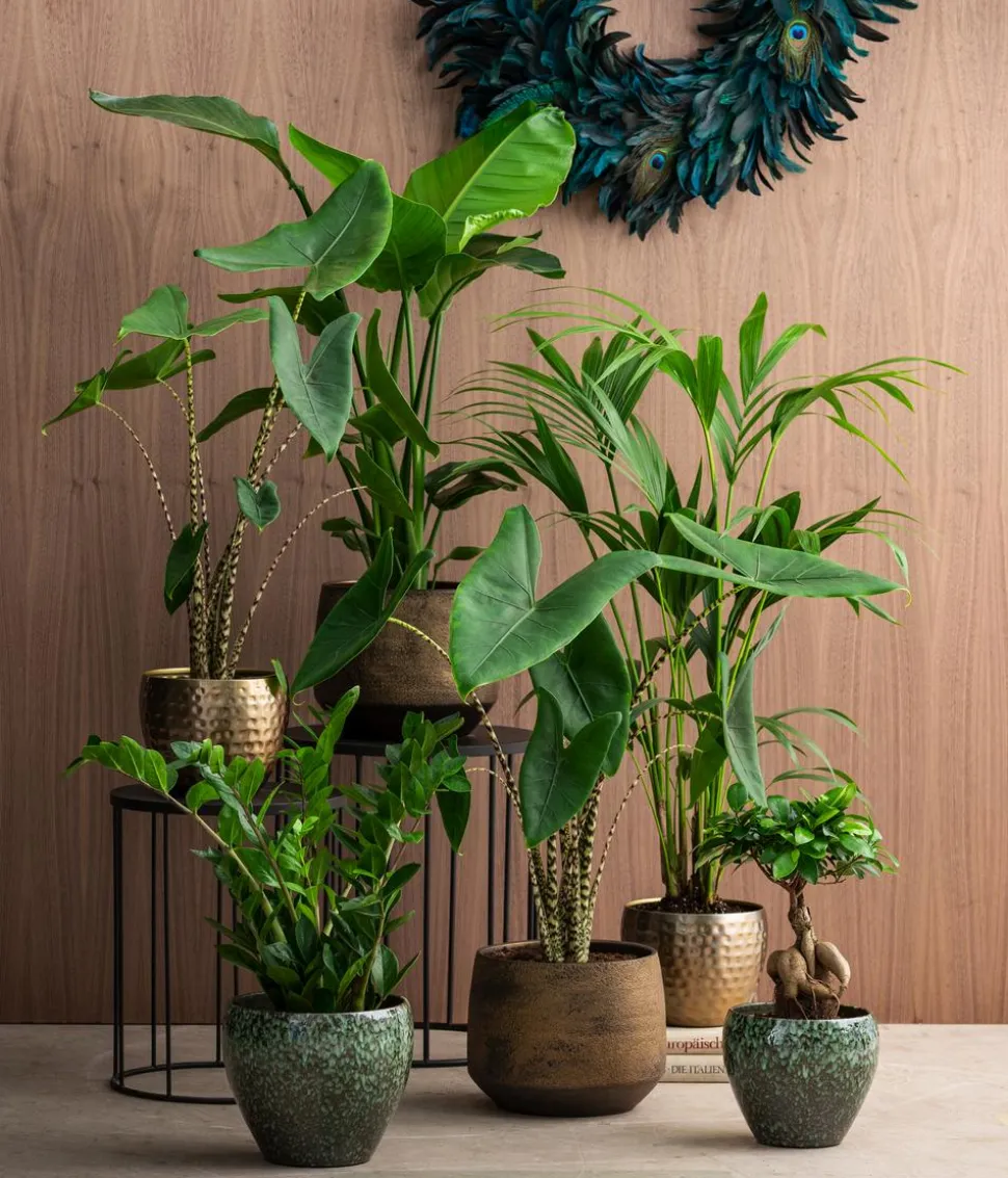 Baumstrelitzie - Strelitzia nicolai