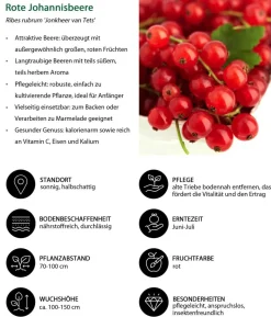Beeren-Set Marmeladen-Mix, 4-teilig