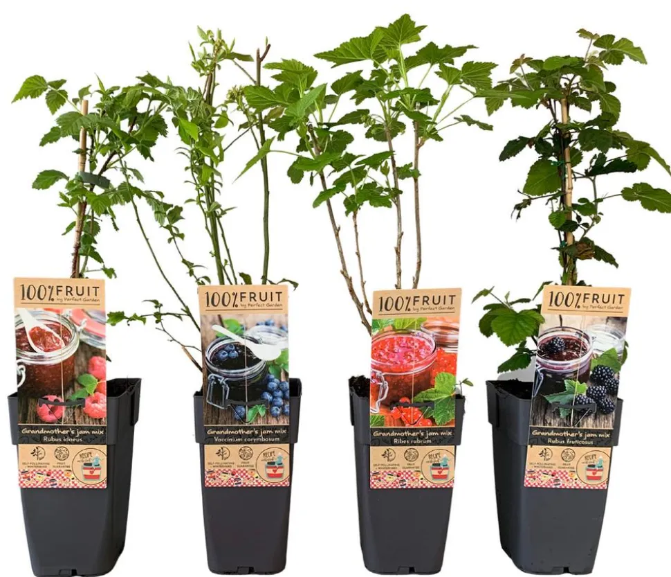 Beeren-Set Marmeladen-Mix, 4-teilig