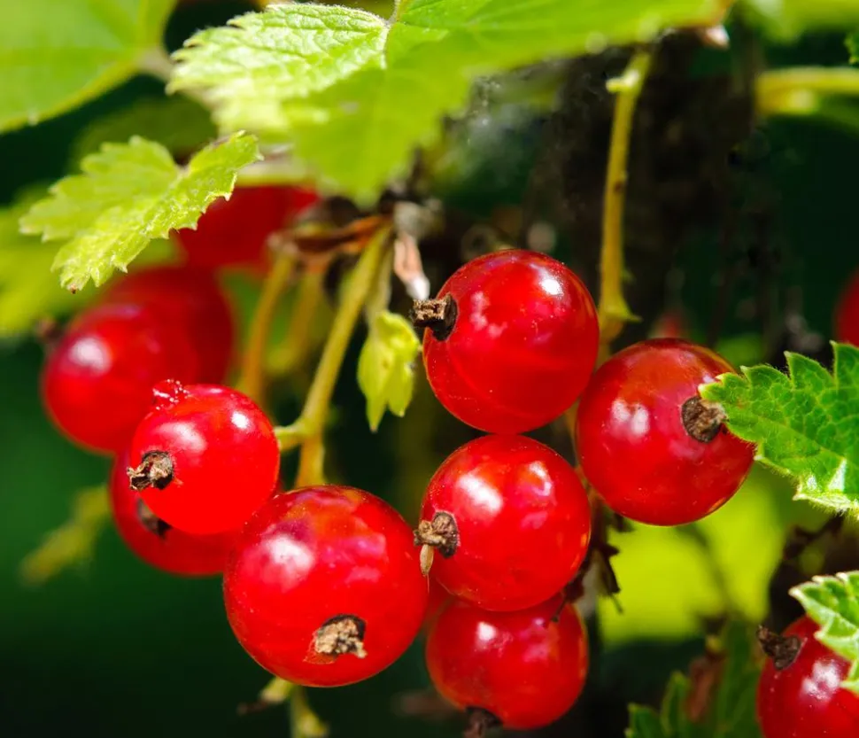 Beeren-Set Marmeladen-Mix, 4-teilig