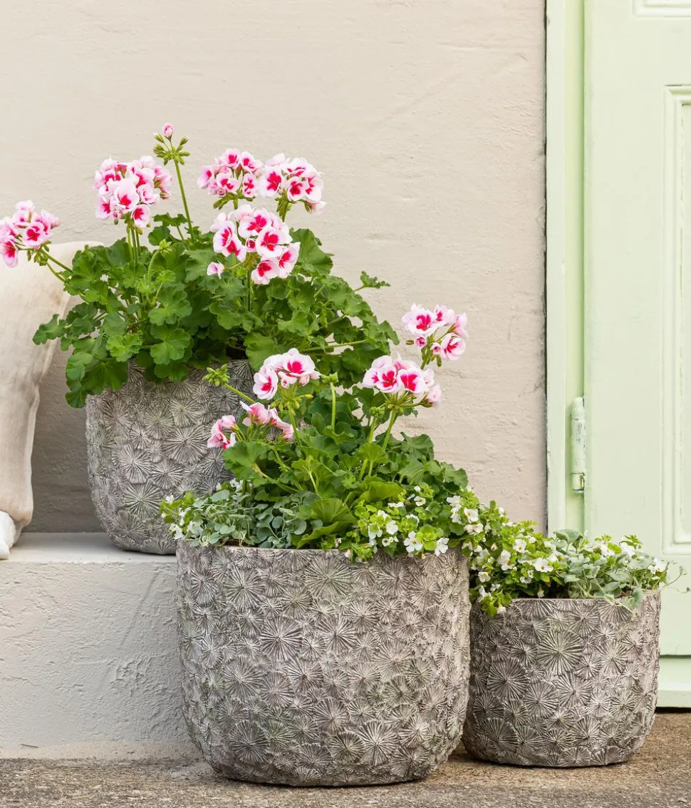 Beet- & Balkonpflanzen-Set Balkonidylle, 6-teilig