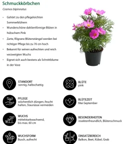 Beet- & Balkonpflanzen-Set Bienentankstelle, 6-teilig