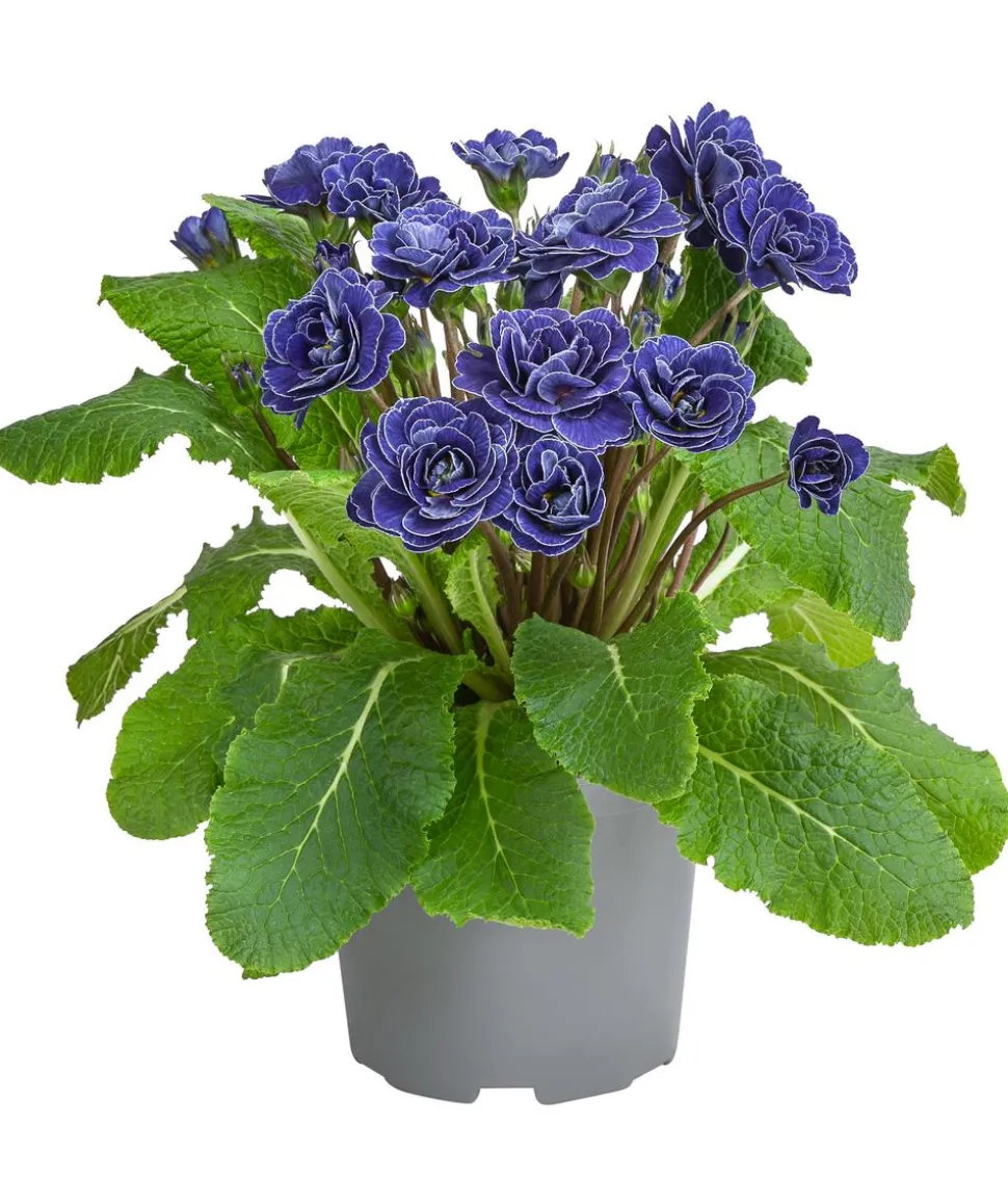 Beet- & Balkonpflanzen-Set Blauton, 6-teilig
