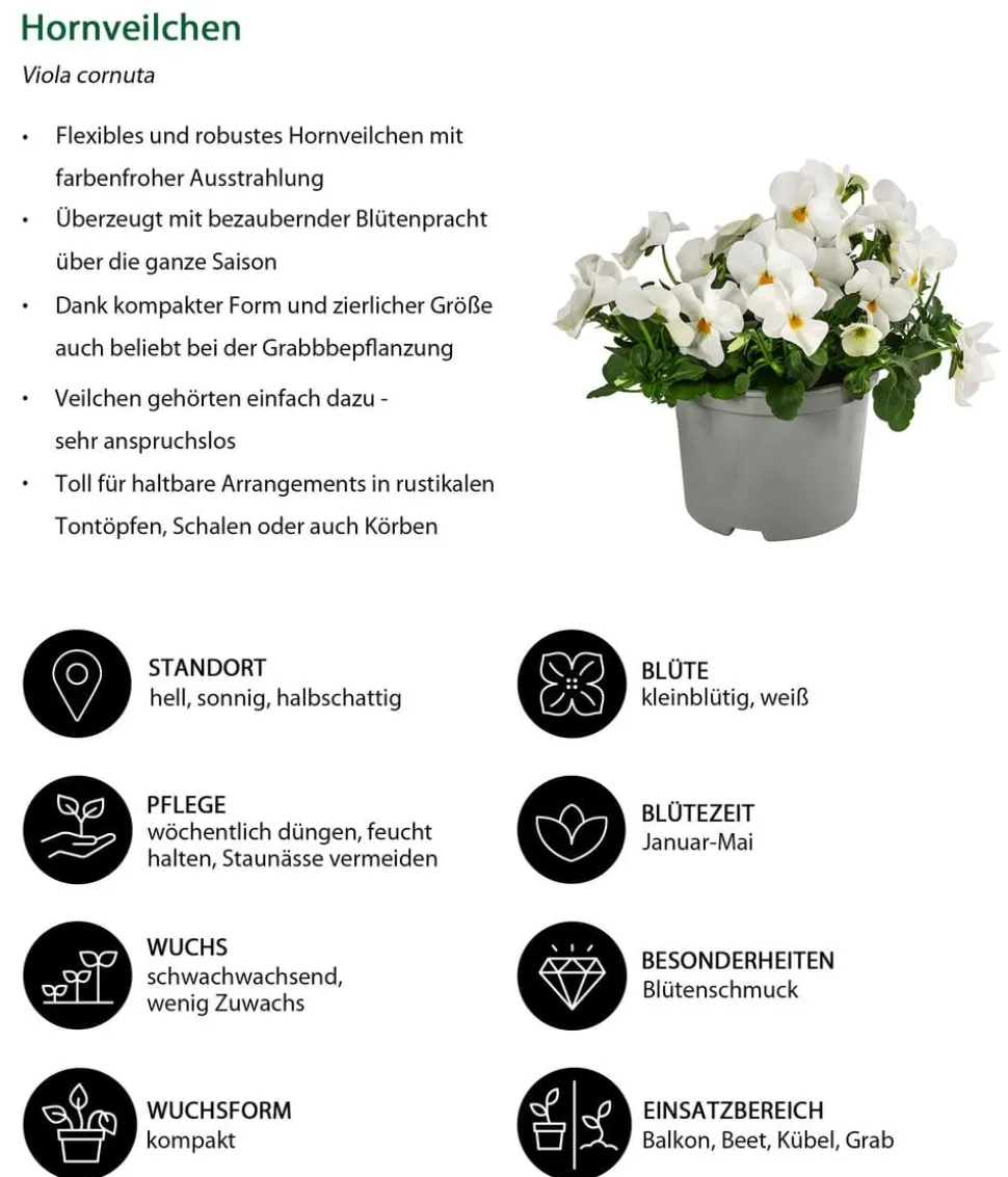Beet- & Balkonpflanzen-Set Blauton, 6-teilig