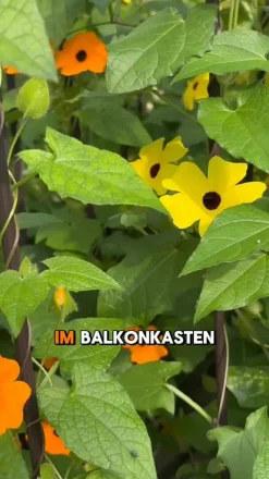 Beet- & Balkonpflanzen-Set Die Himmlischen, 3-teilig
