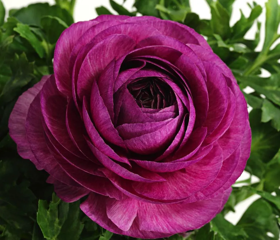 Beet- & Balkonpflanzen-Set Frühlingsfreude, 6-teilig