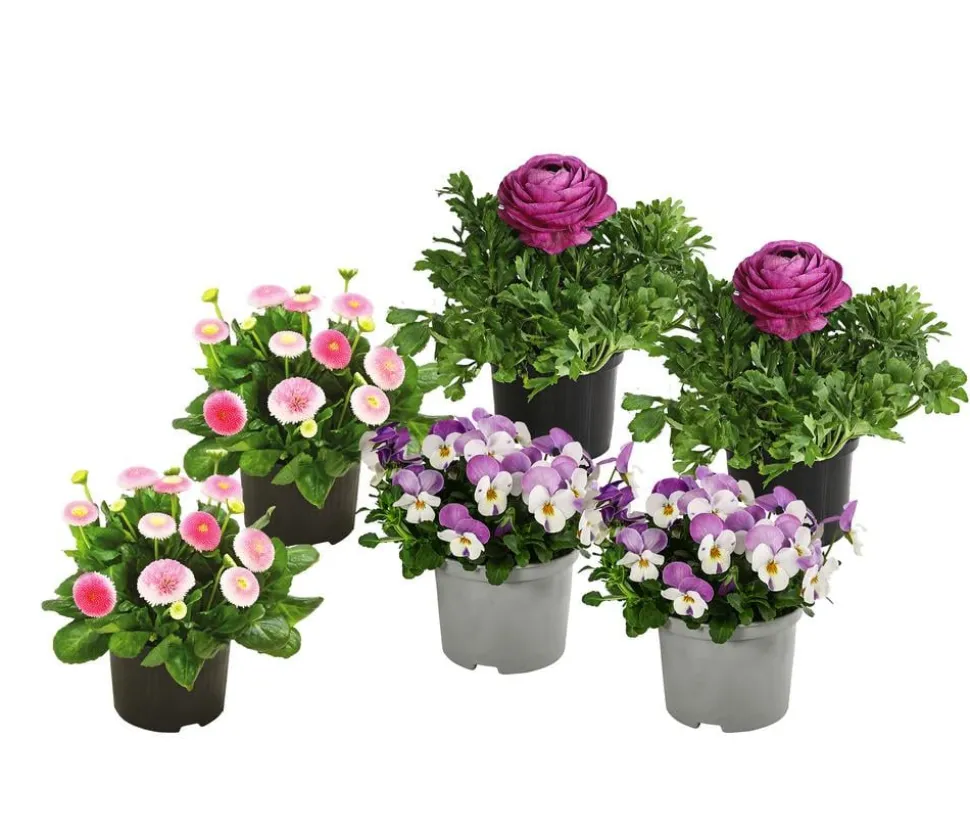 Beet- & Balkonpflanzen-Set Frühlingsfreude, 6-teilig