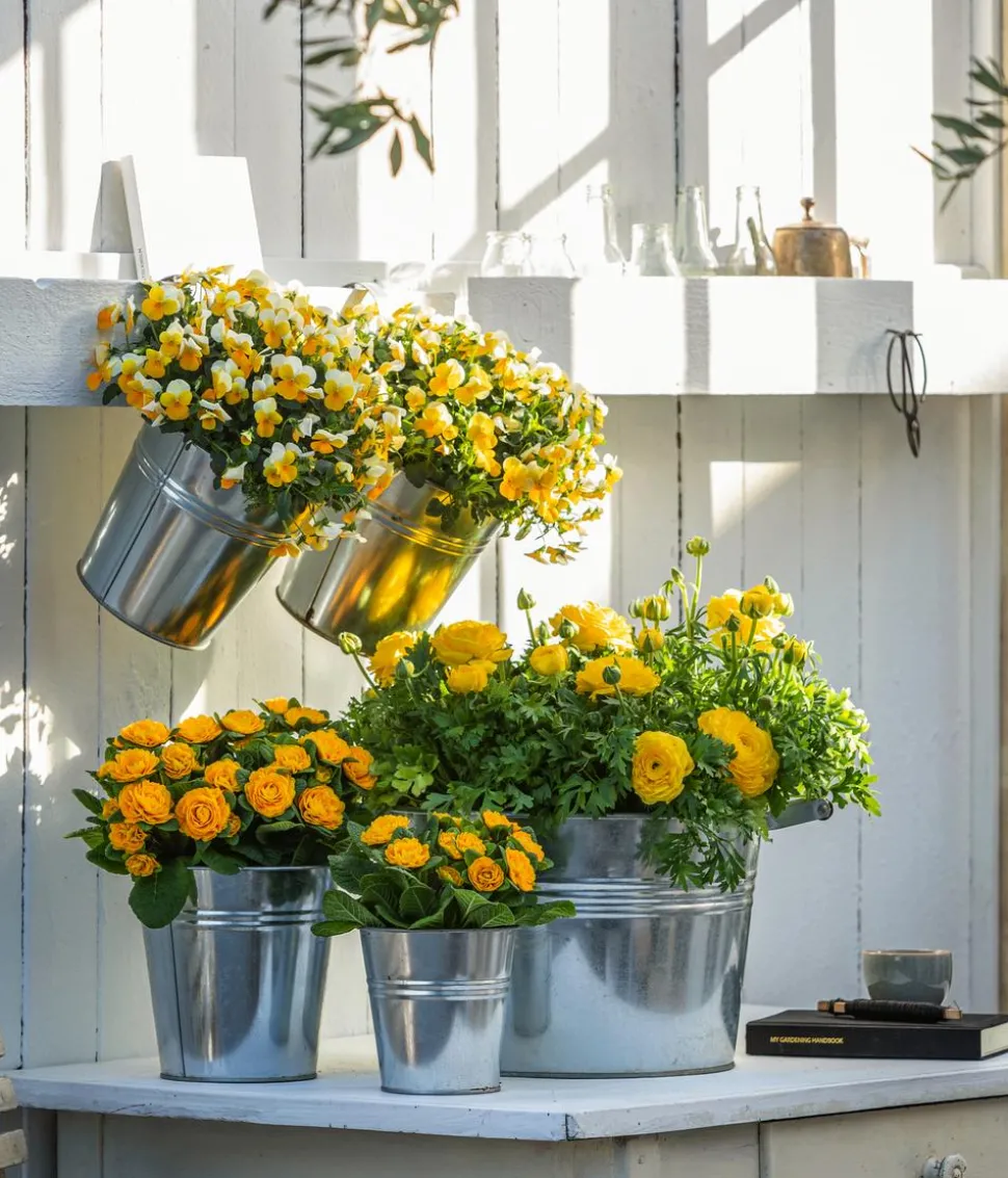 Beet- & Balkonpflanzen-Set Gelber Frühling, 6-teilig