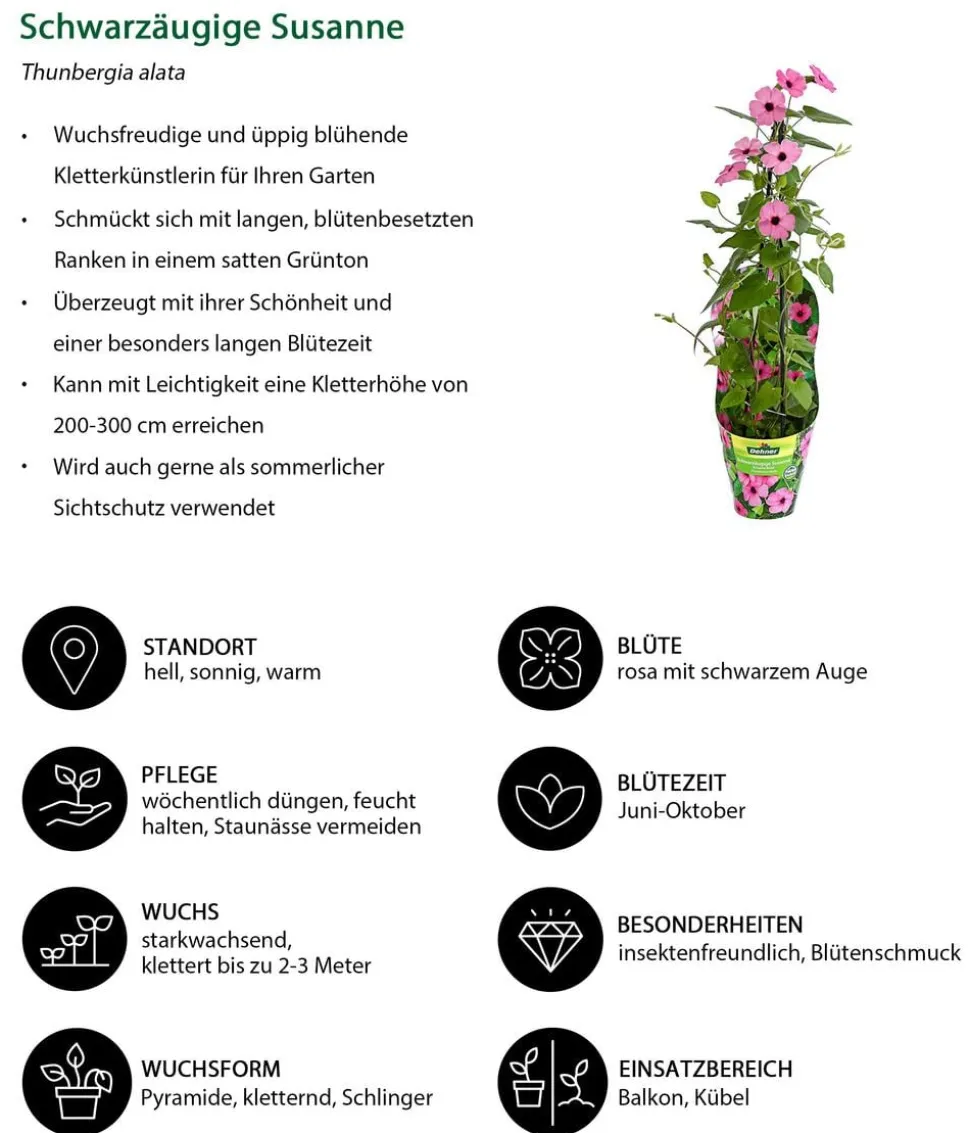 Beet- & Balkonpflanzen-Set Himmelsblühen, 3-teilig