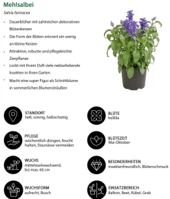 Beet- & Balkonpflanzen-Set Landhaus, 6-teilig