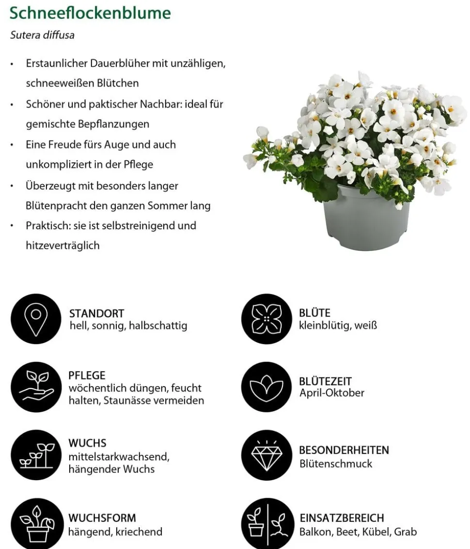 Beet- & Balkonpflanzen-Set Landhaus, 6-teilig