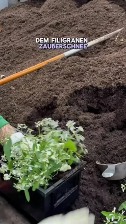 Beet- & Balkonpflanzen-Set Landhaus, 6-teilig