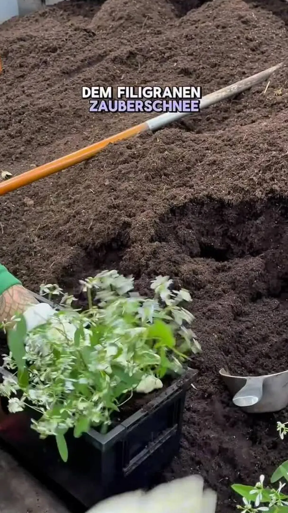 Beet- & Balkonpflanzen-Set Landhaus, 6-teilig