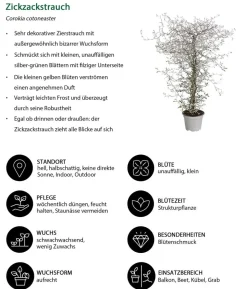 Beet- & Balkonpflanzen-Set Morgentau, 6-teilig