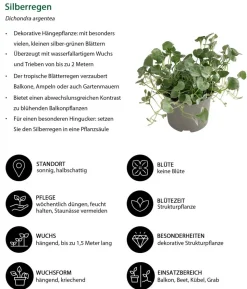 Beet- & Balkonpflanzen-Set Märchenhaft, 6-teilig