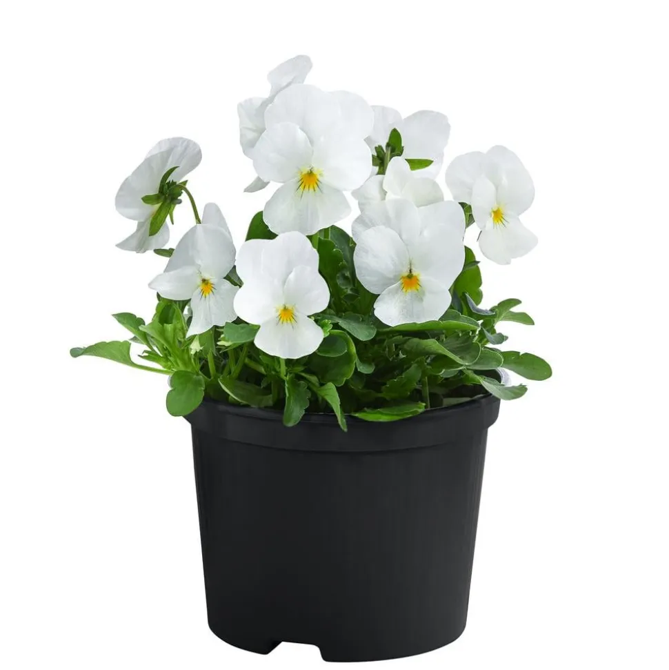 Beet- & Balkonpflanzen-Set Oranger Frühling, 11-teilig
