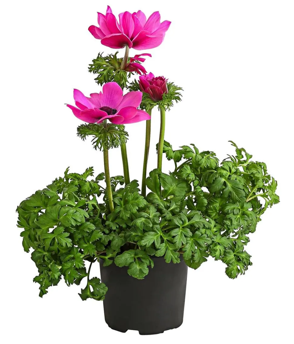 Beet- & Balkonpflanzen-Set Rosa Frühling, 6-teilig