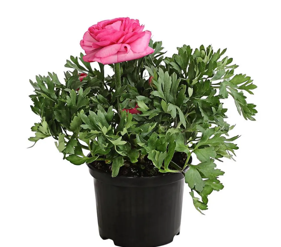Beet- & Balkonpflanzen-Set Rosa Frühling, 6-teilig