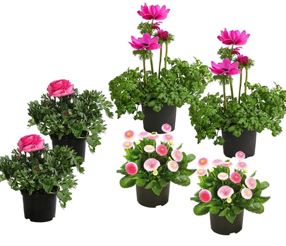 Beet- & Balkonpflanzen-Set Rosa Frühling, 6-teilig