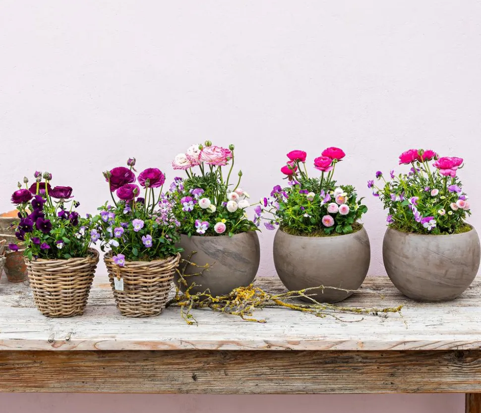 Beet- & Balkonpflanzen-Set Rosa Frühling, 6-teilig