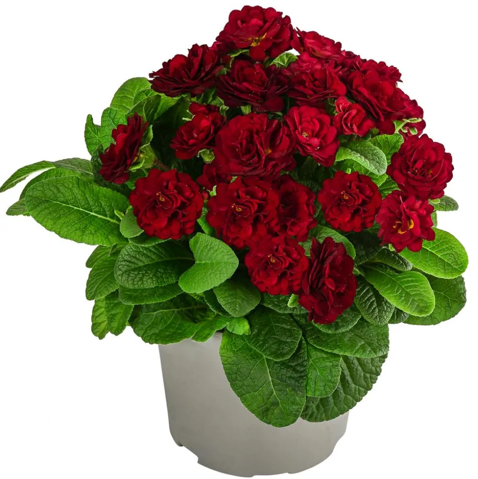 Beet- & Balkonpflanzen-Set Roter Frühling, 6-teilig