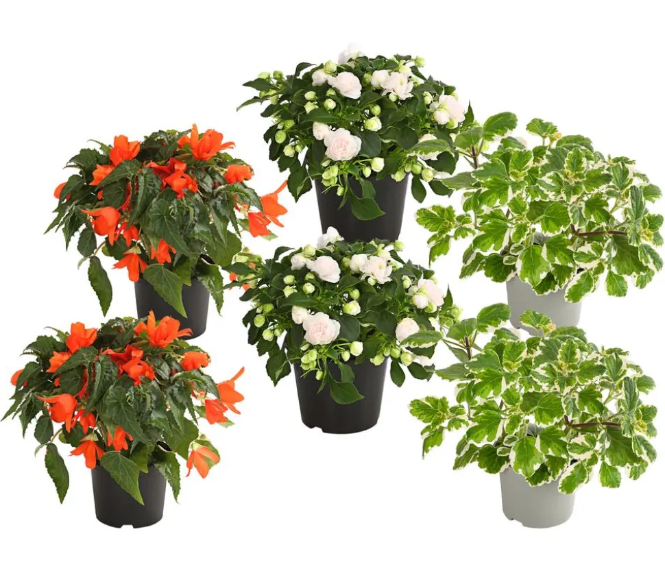 Beet- & Balkonpflanzen-Set Schattengarten, 6-teilig