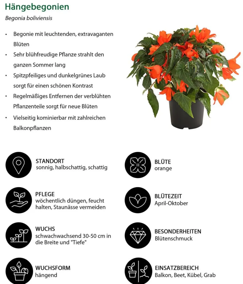Beet- & Balkonpflanzen-Set Schattengarten, 6-teilig