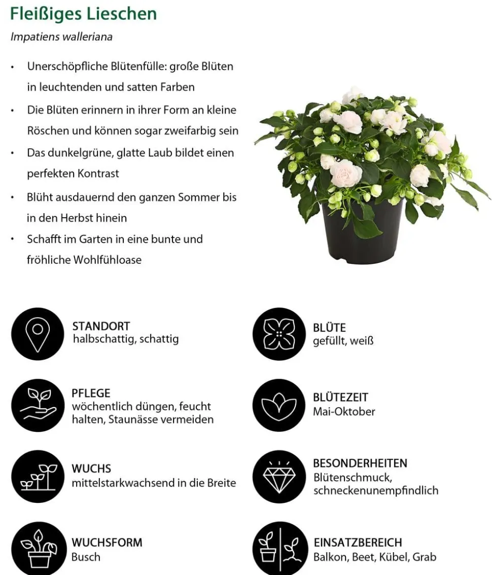 Beet- & Balkonpflanzen-Set Schattengarten, 6-teilig
